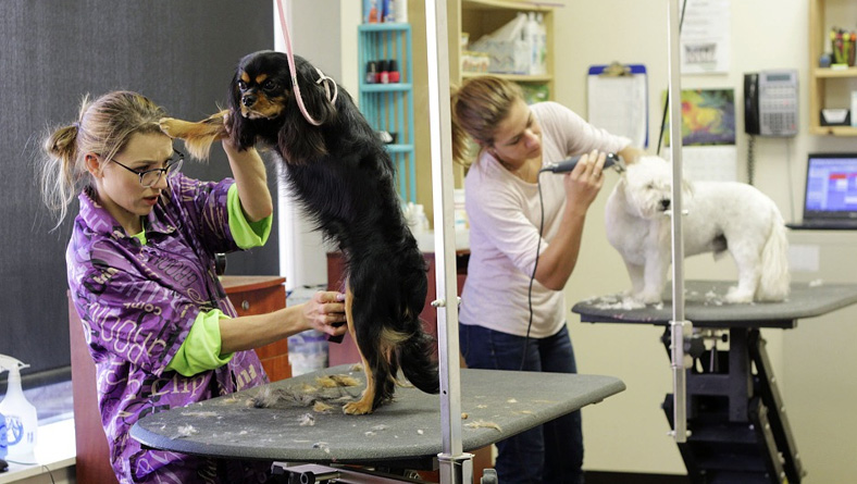 precious pets grooming