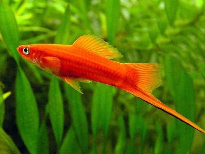 紅箭魚