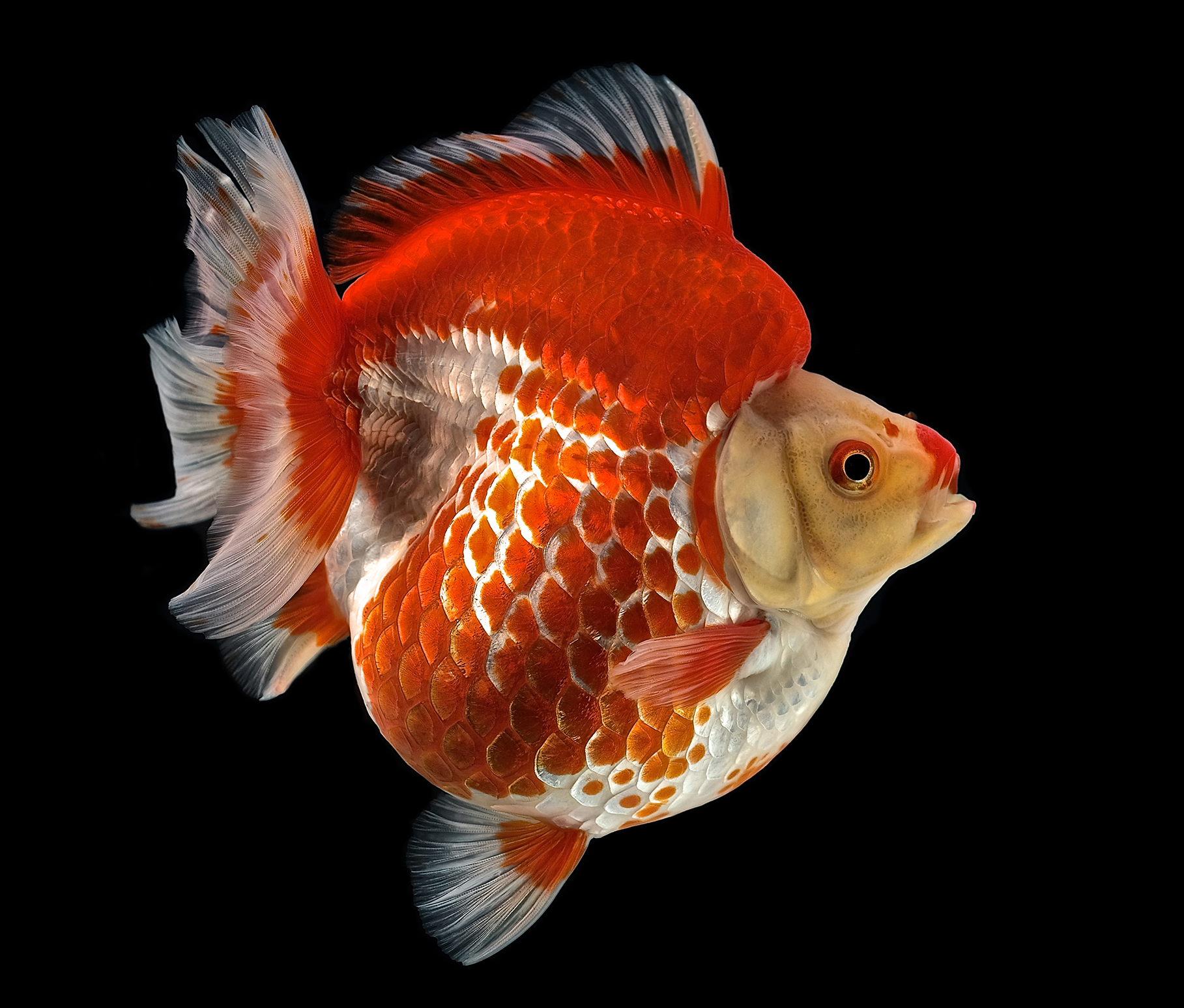ffcbb2c76420a4b3cf471353fe448b9a.png