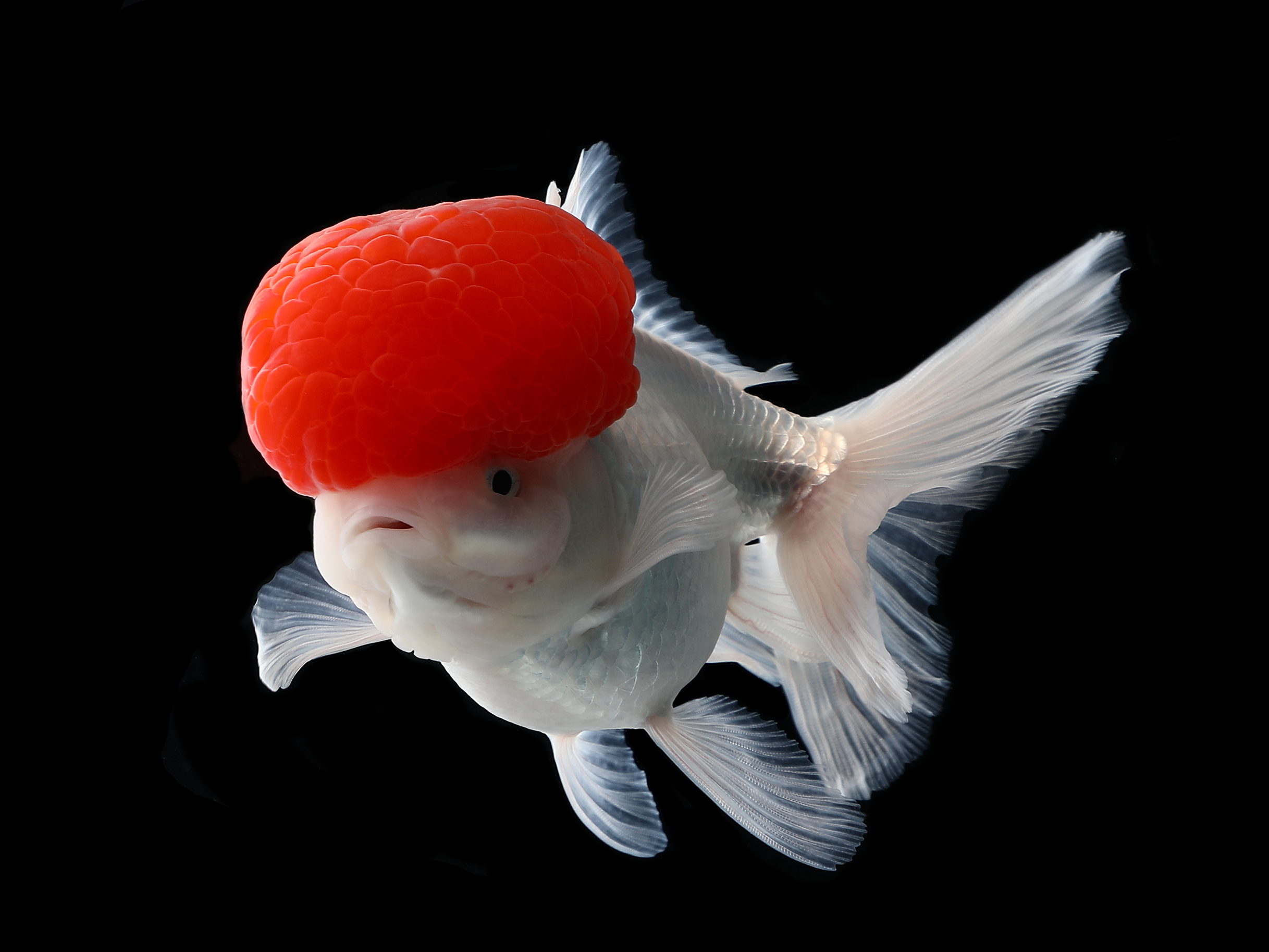 631269fbfd8bc206d416a25ebbbea64c.png