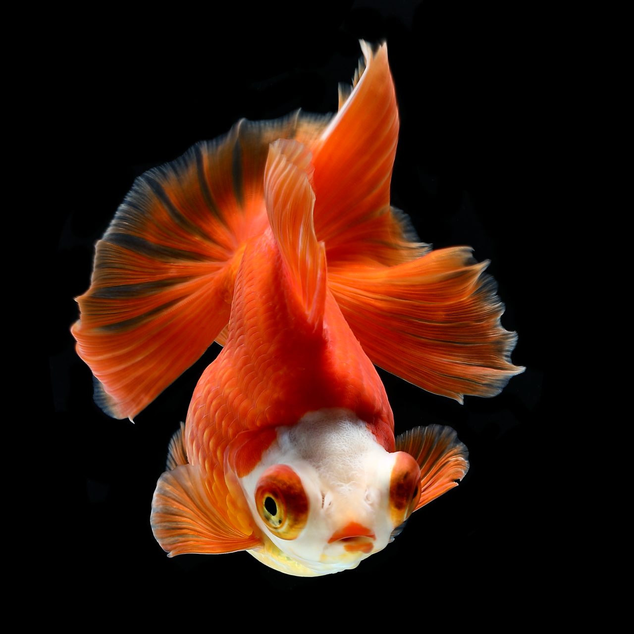 15cc828fd9dfc9d8d3e80a4a404b1c52.png