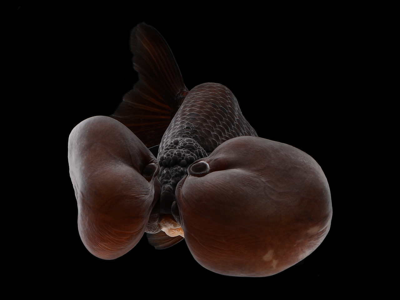 3a8dcc81ed38f0aea49f85ded3b5bb56.png