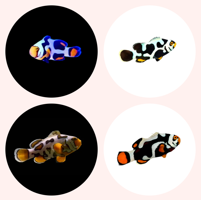 image.png image.png
