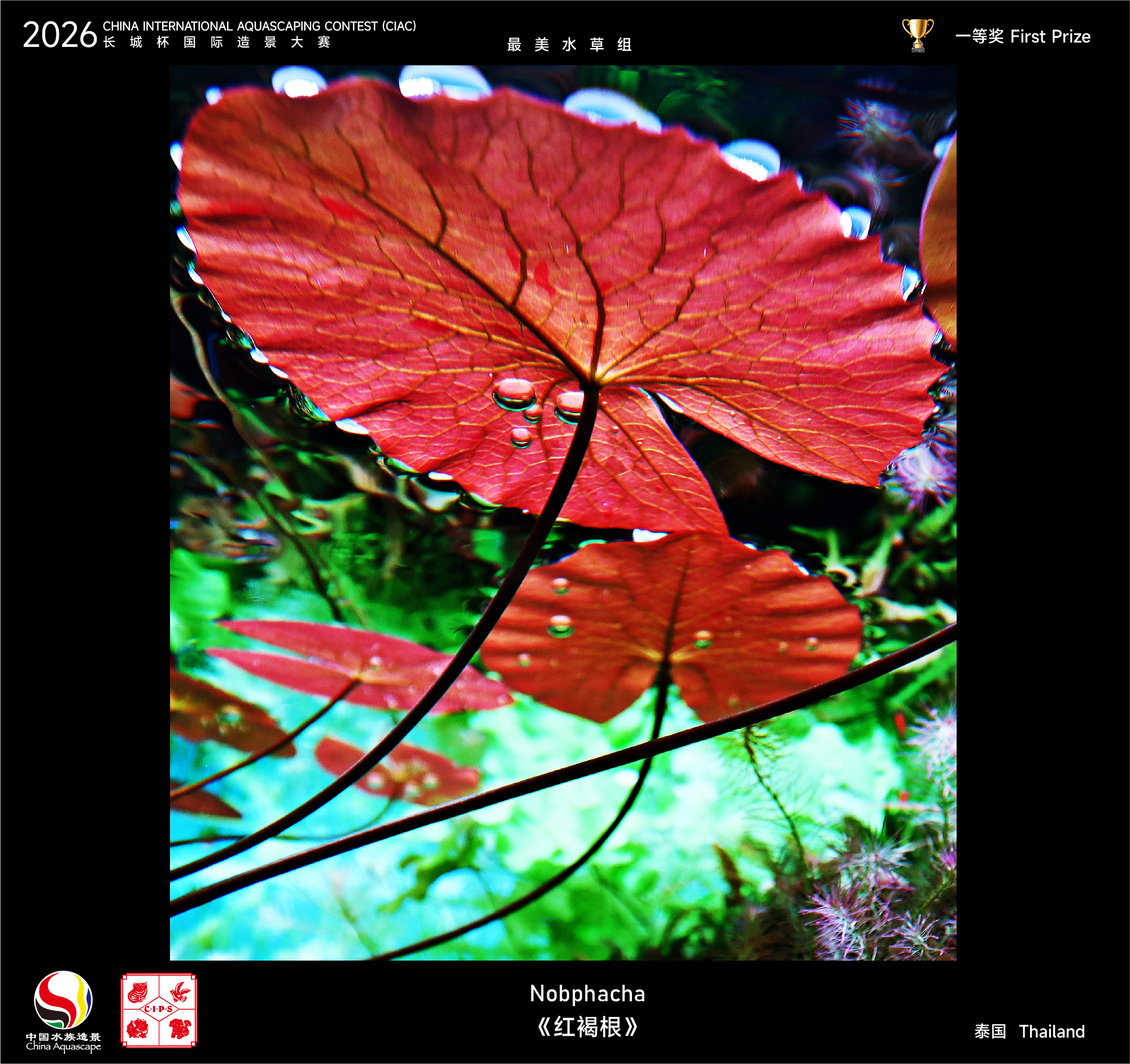 最美水草-01.jpg