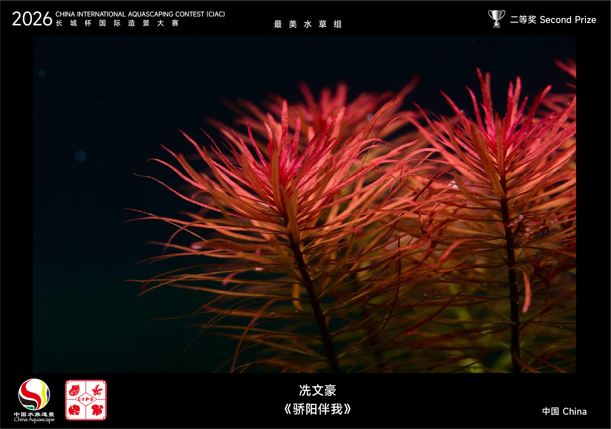 最美水草-02.jpg