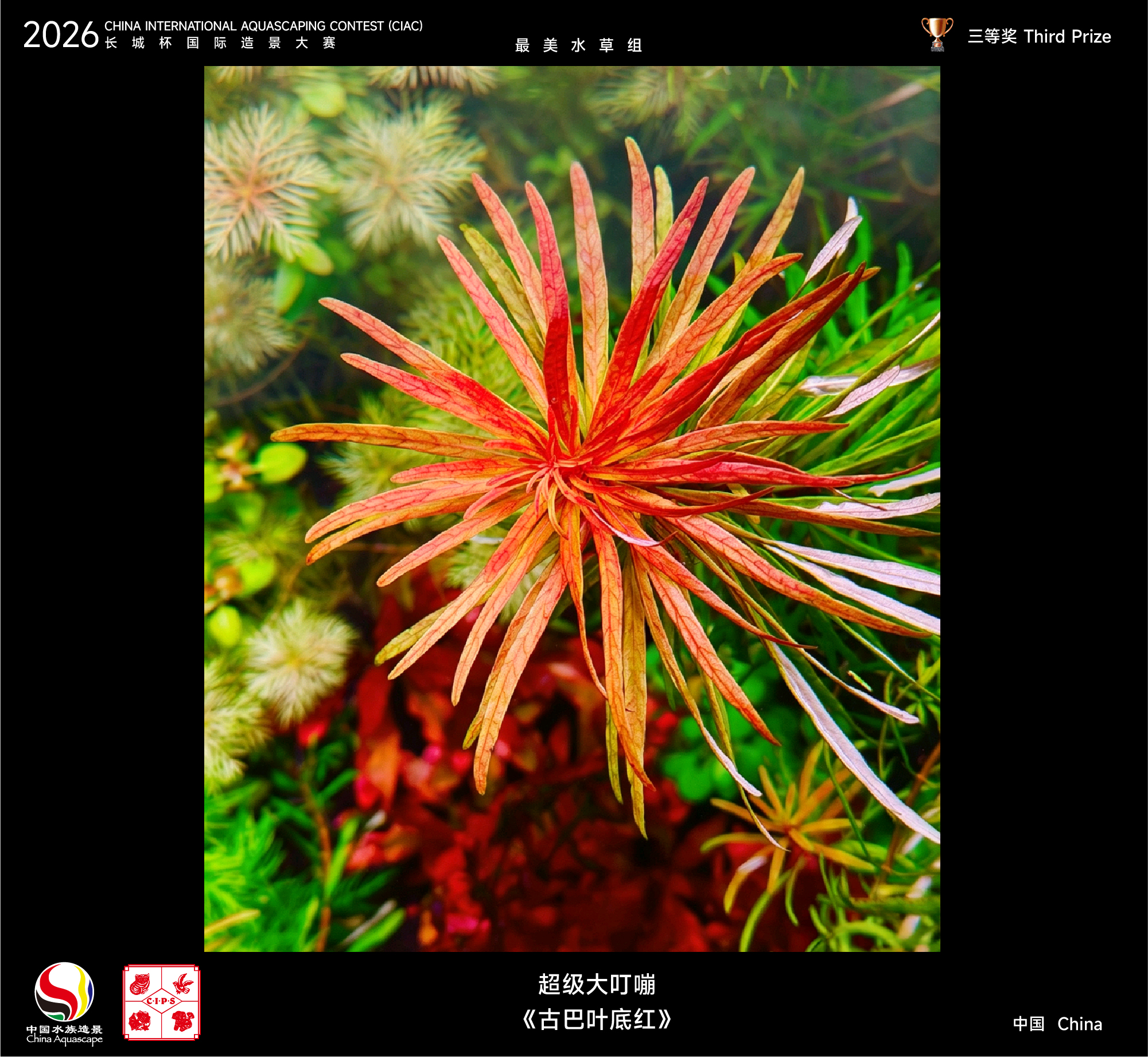 最美水草-08.jpg