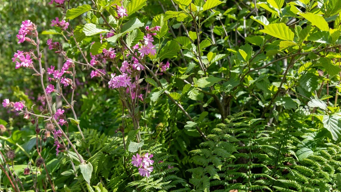 Chelsea_Woodland_Trust_1088x612_5.jpg