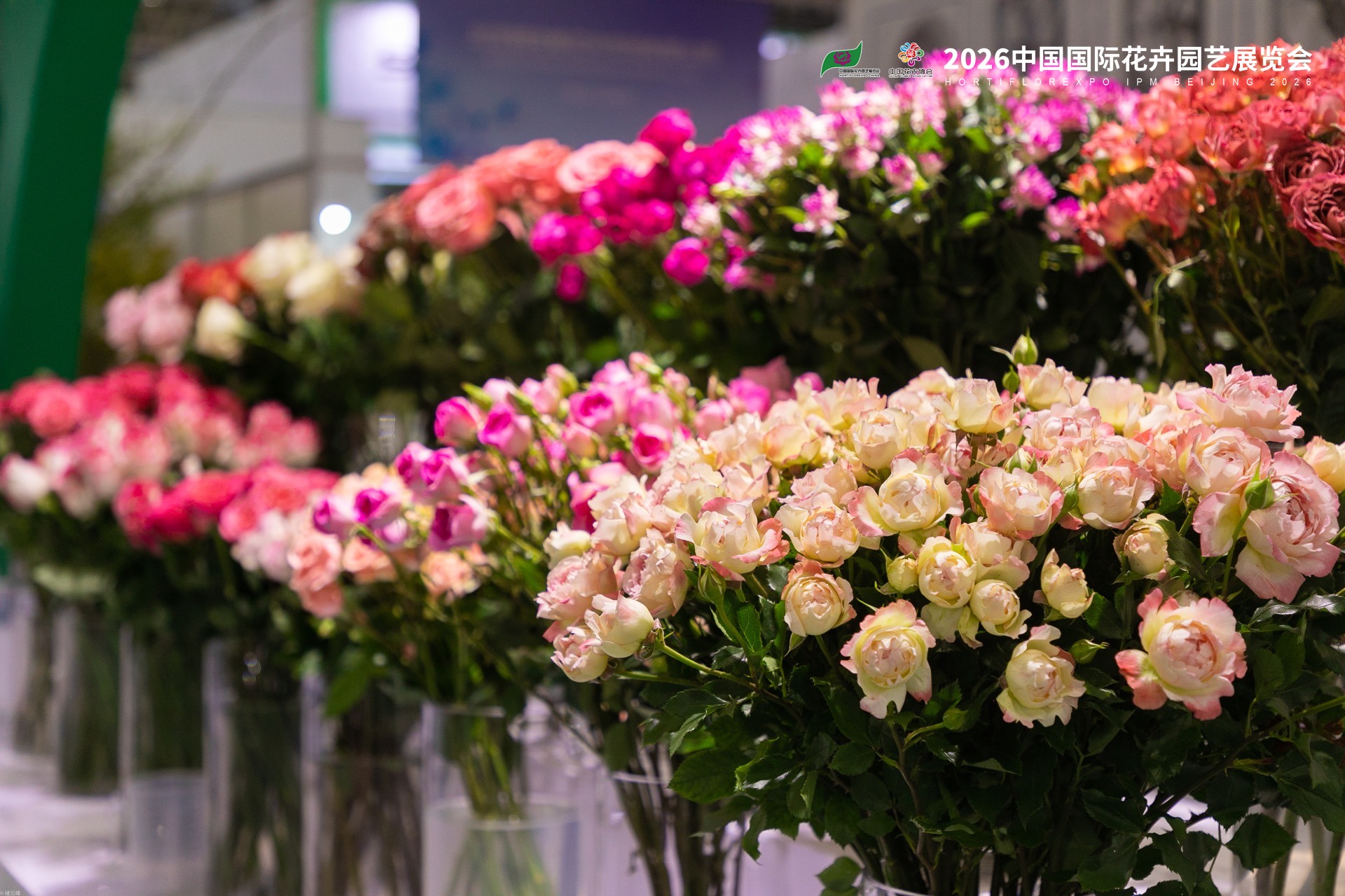 Hortiflorexpo IPM Beijing 2026: Premium New Floral Varieties Steal the Spotlight