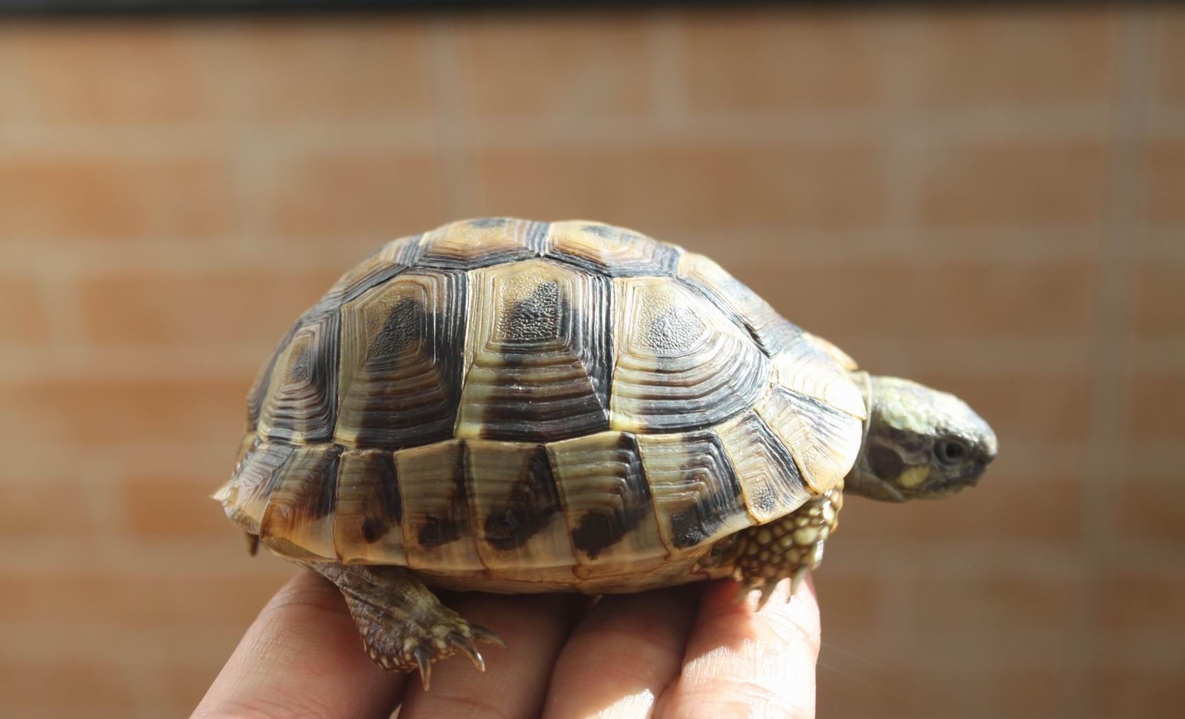 赫曼陆龟是欧系陆龟的代表品种之一,是适合新手入门的品种