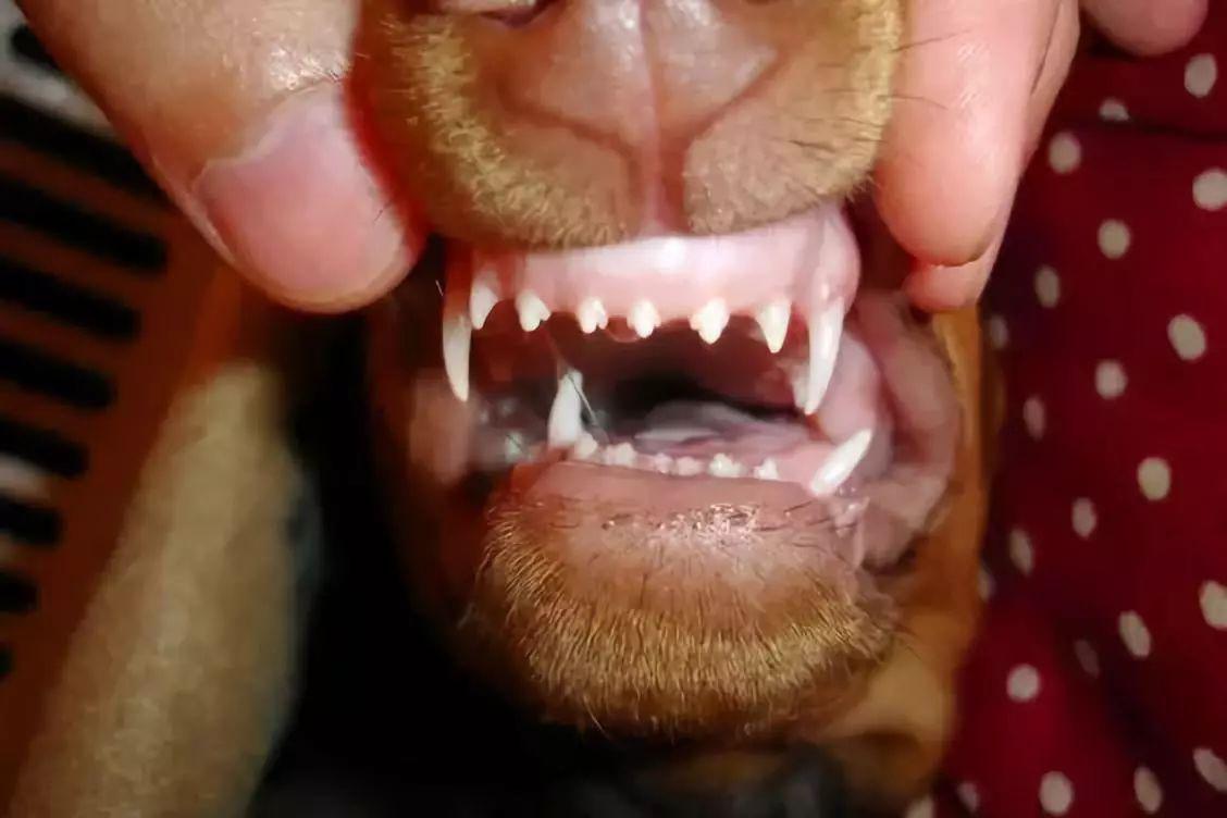 狗狗乳门齿图片图片