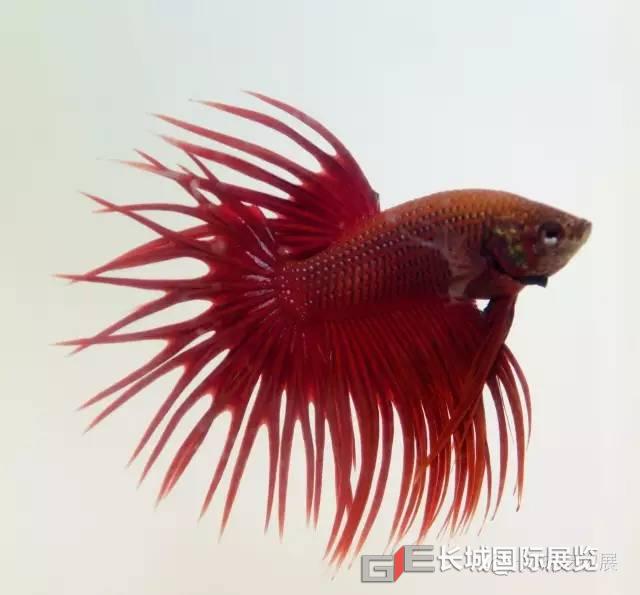 鑄造品牌10場賽事龍魚,彩鯉,魟魚,七彩神仙,金魚,羅漢,鬥魚,孔雀魚